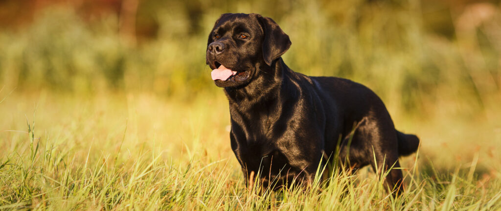 Ein schwarzer Labrador auf einer Wiese stehend.