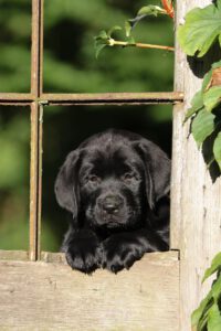 ein schwarzer Labradorwelpe