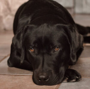 schwarzer liegender Labrador