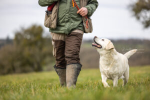 Der Labrador: der ideale Begleiter