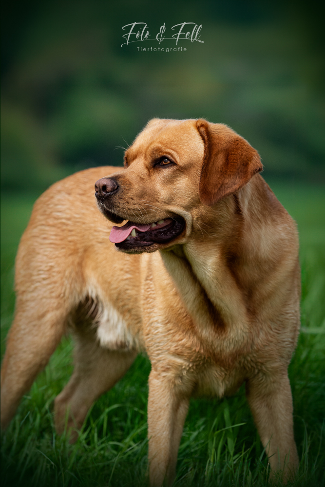 Ein Foxred Labrador