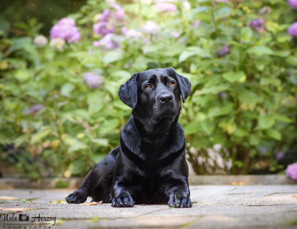 Ein schwarzer Labrador liegend