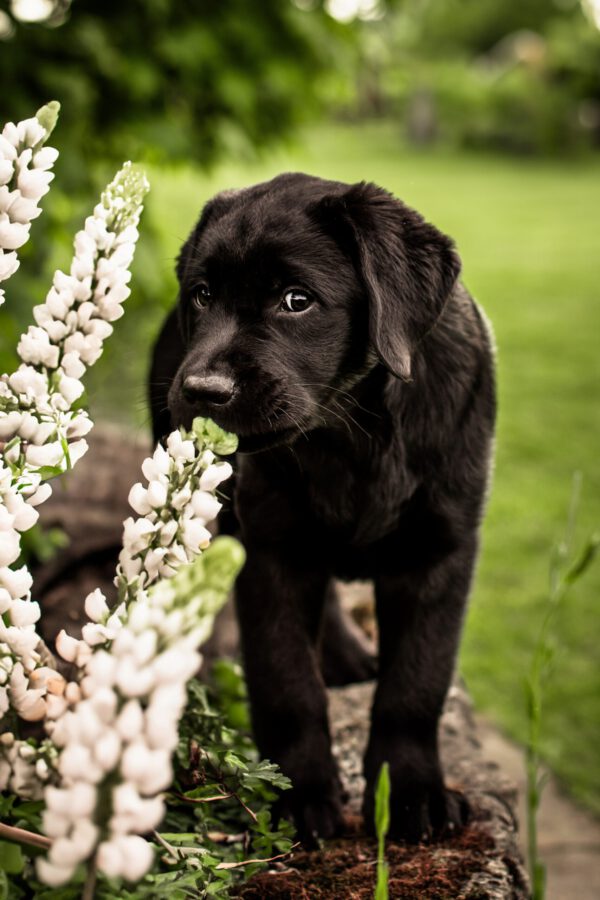 ein schwarzer Welpe an einer Blume schnüffelnd
