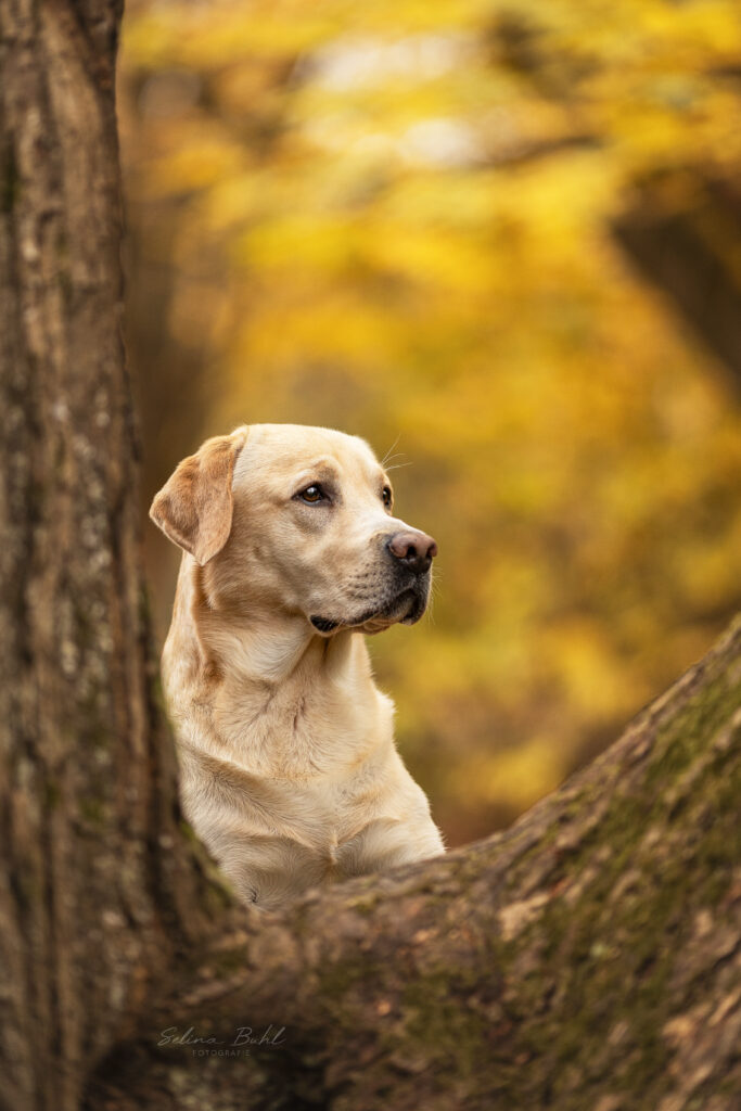 ein gelber Labrador Retriever