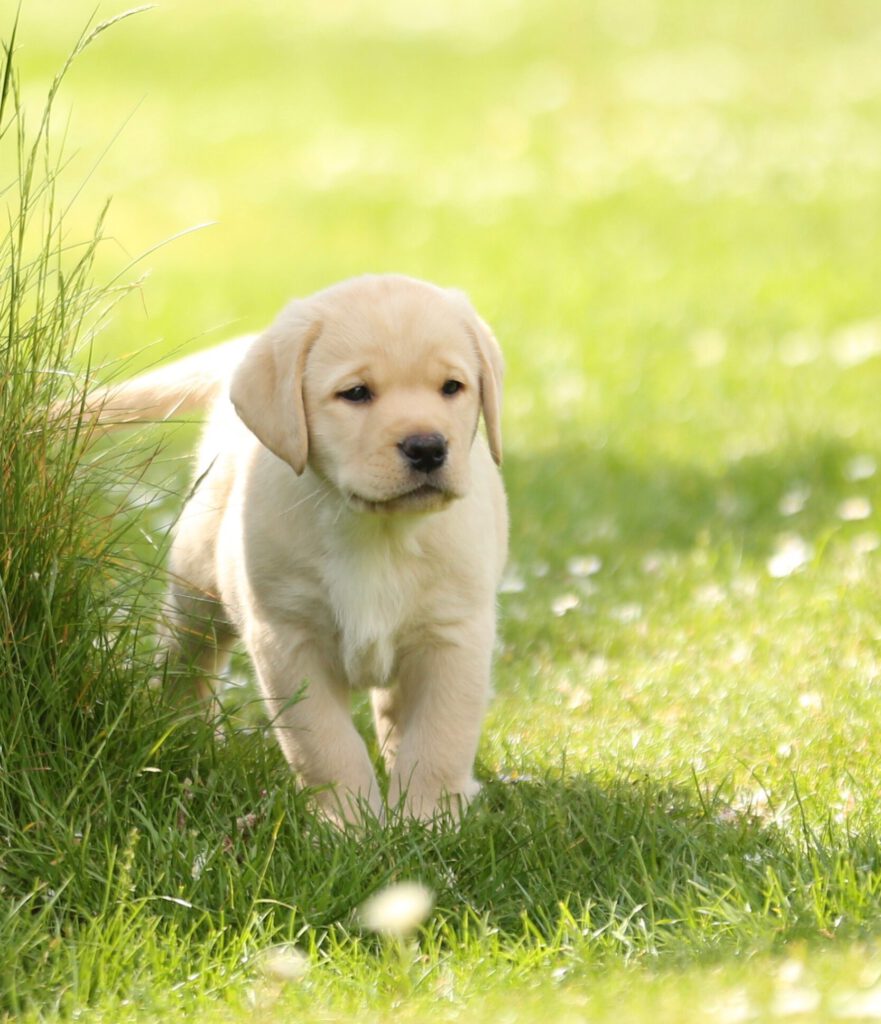 Labrador Retriever Welpen Labrador Club Deutschland E V 