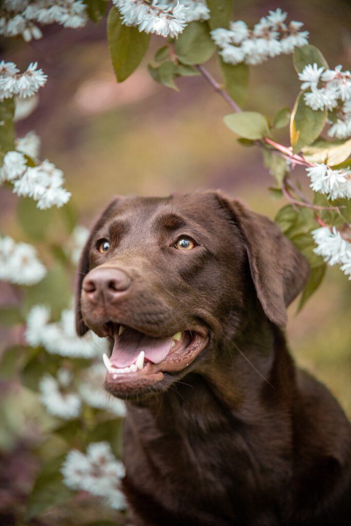 ein brauner Labrador