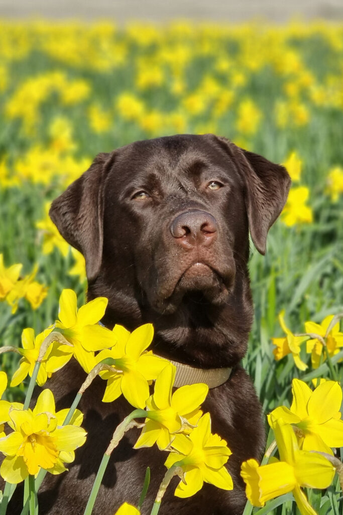 Ein brauner Labrador