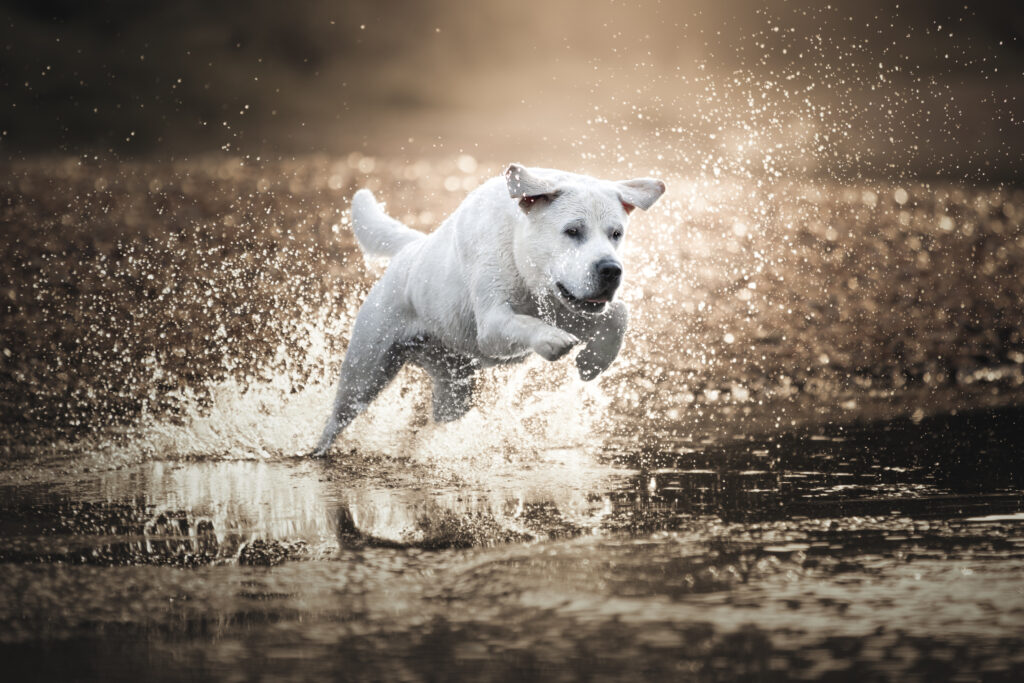 ein sehr heller gelber Labrador