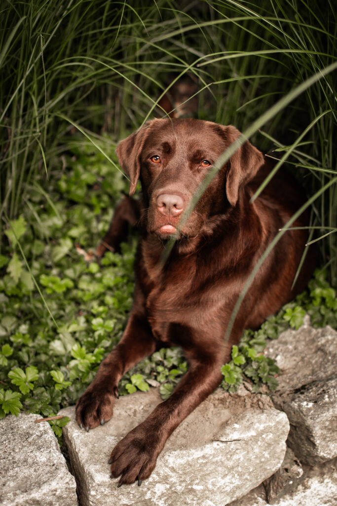 Ein brauner Labrador liegend