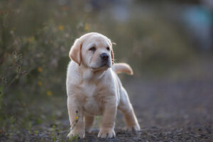 Ein gelber Labrador Welpe