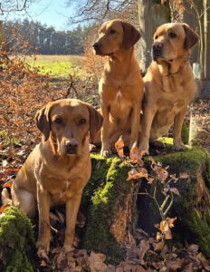 Foxred Labrador