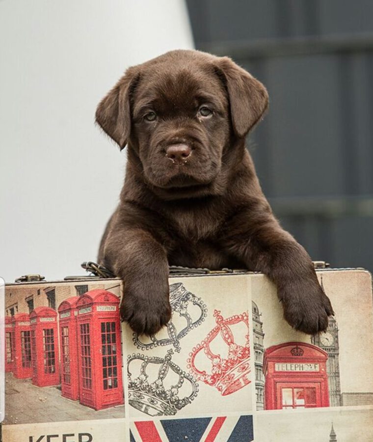 ein Labrador Retriever Welpe in einer Kiste
