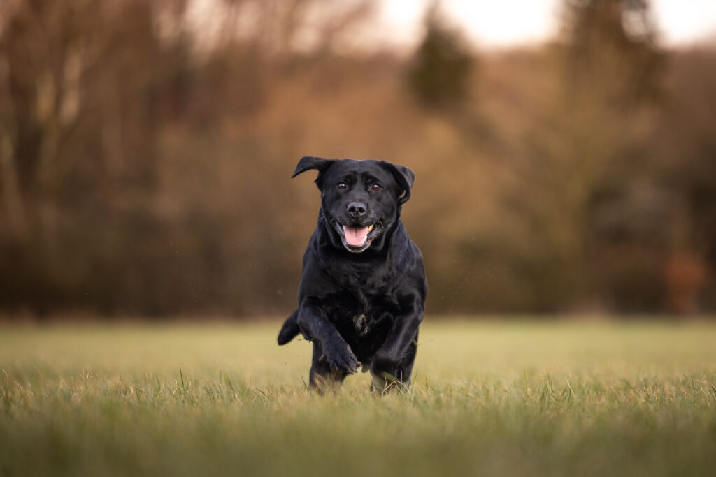 ein schwarzer Labrador