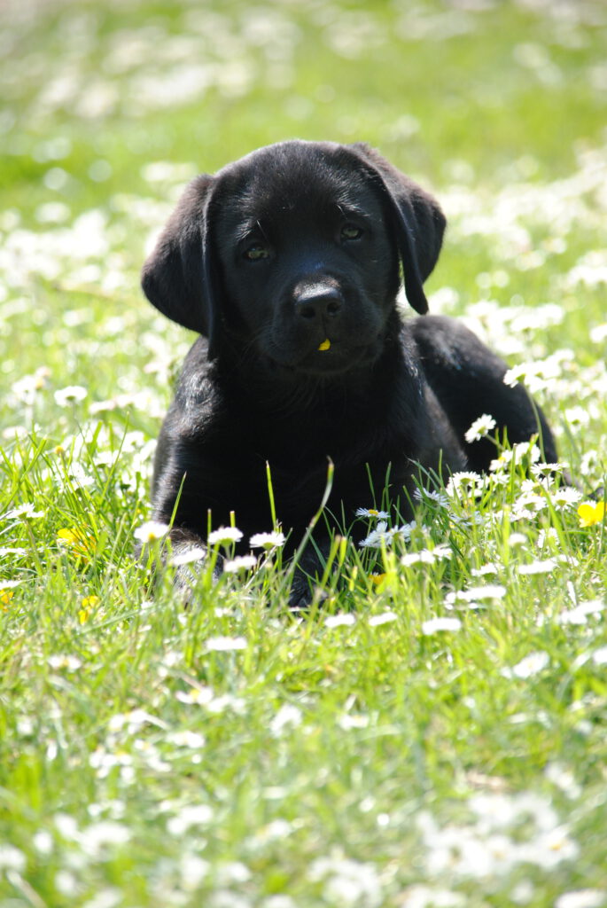 Ein schwarzer Labrador auf einer Wiese