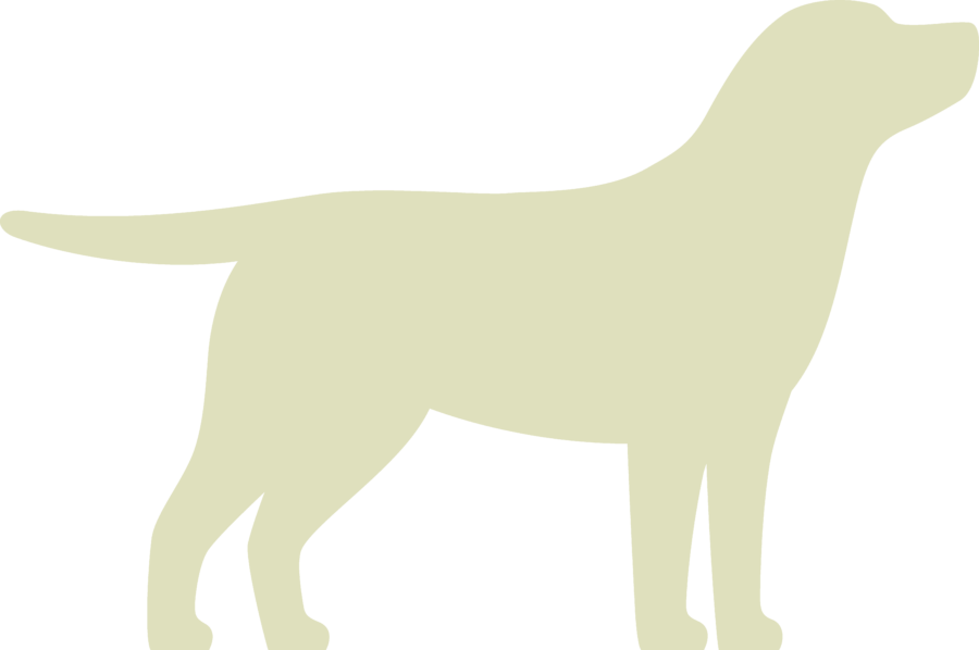 Hündin: Gelb