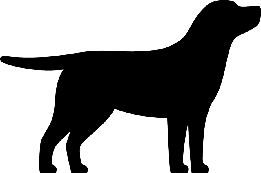 Hündin: Schwarz